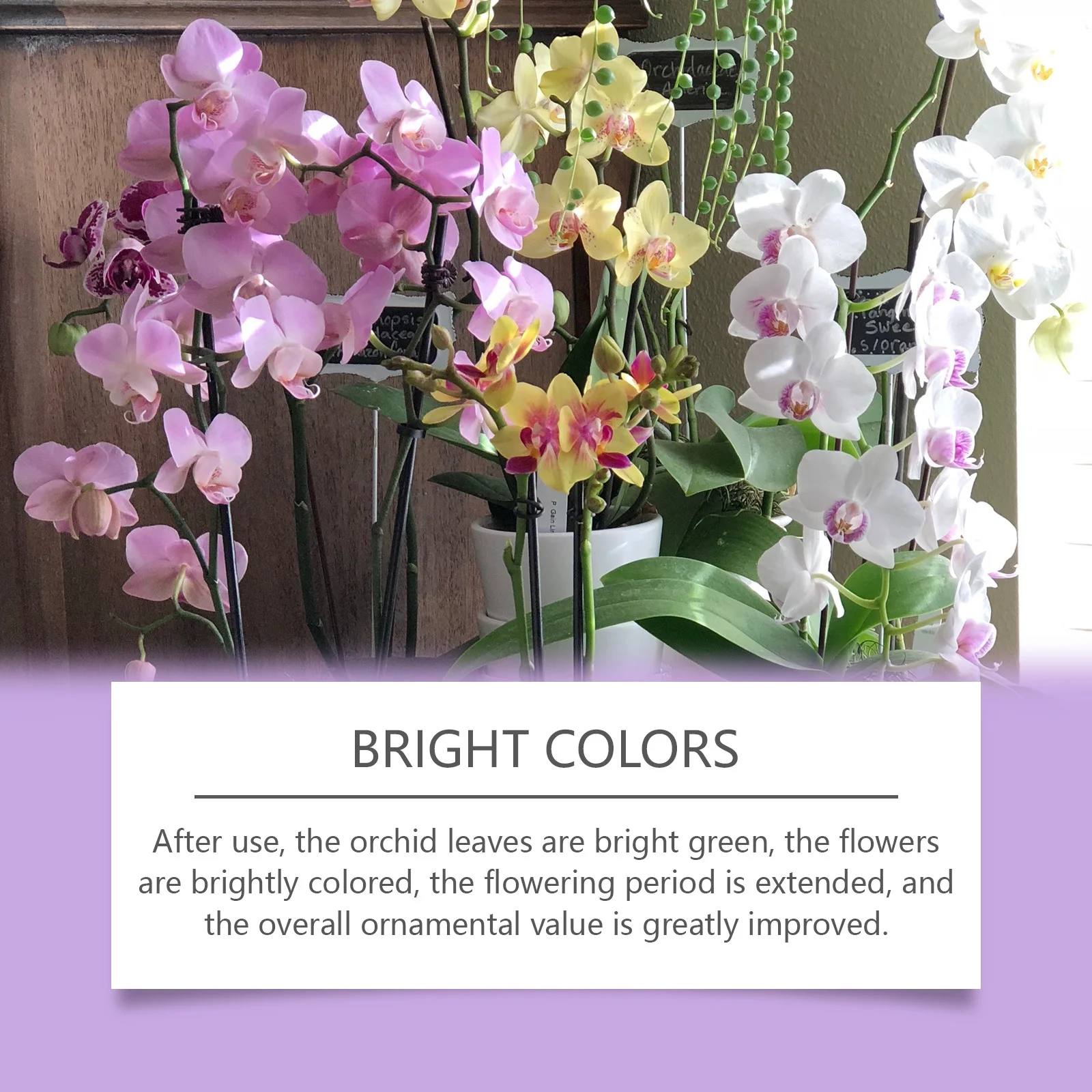 Orchid Plant Growth Agent - Fl - Plant Pot review and price