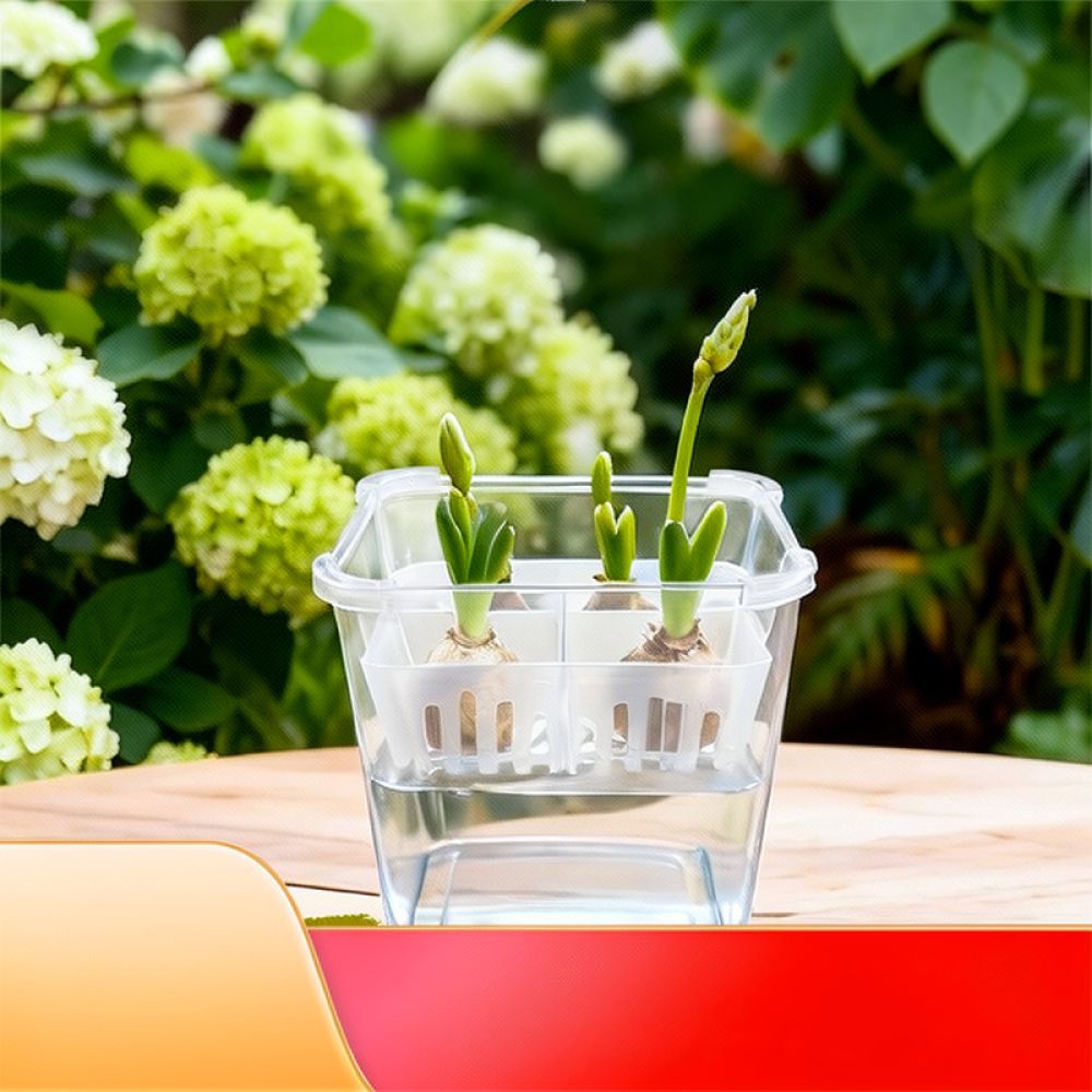 Hydroponic Vase For Tulip Lily - Plant Pot review and price