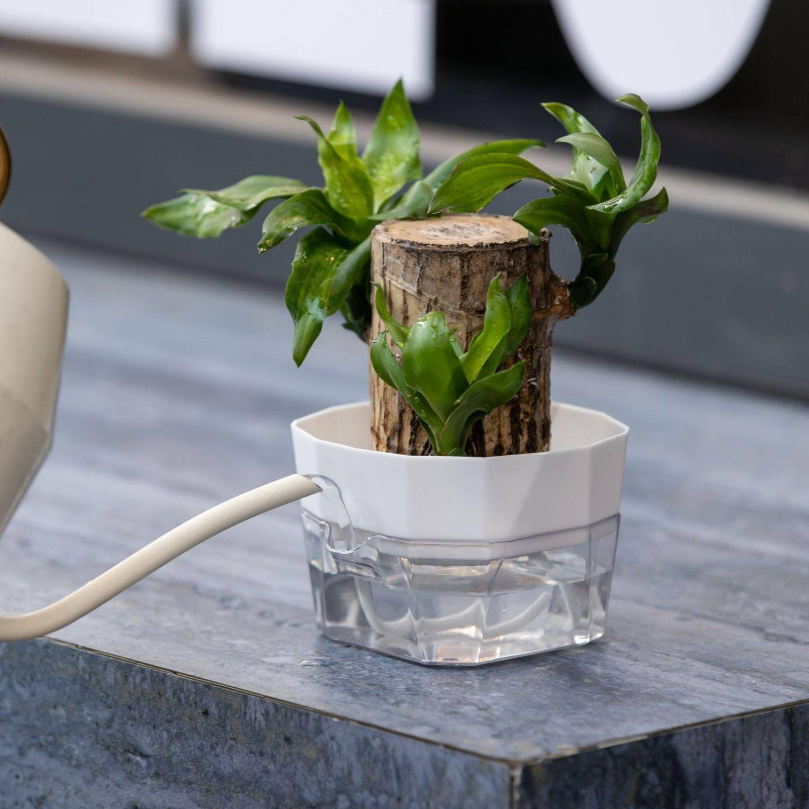 Hydroponic Vase Two Layer Self - Plant Pot review and price