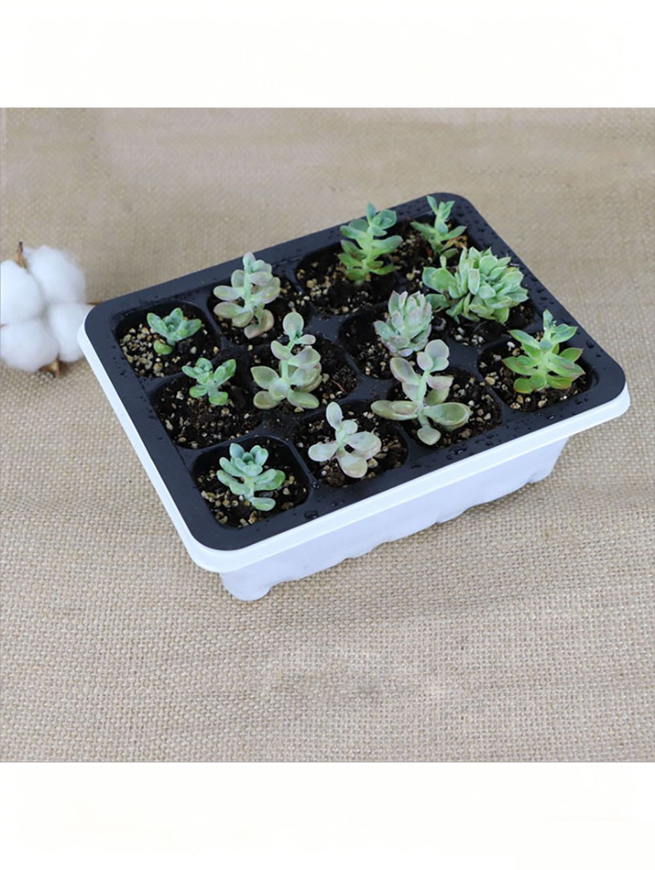 1/2pc 6/12-Hole Seedling Tray, - Seed Starter Tray review and price