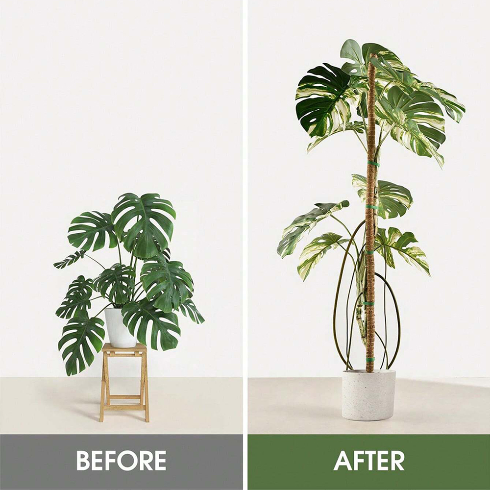 Moss Pole for Plants Monstera  - Indoor Herb Garden review and price